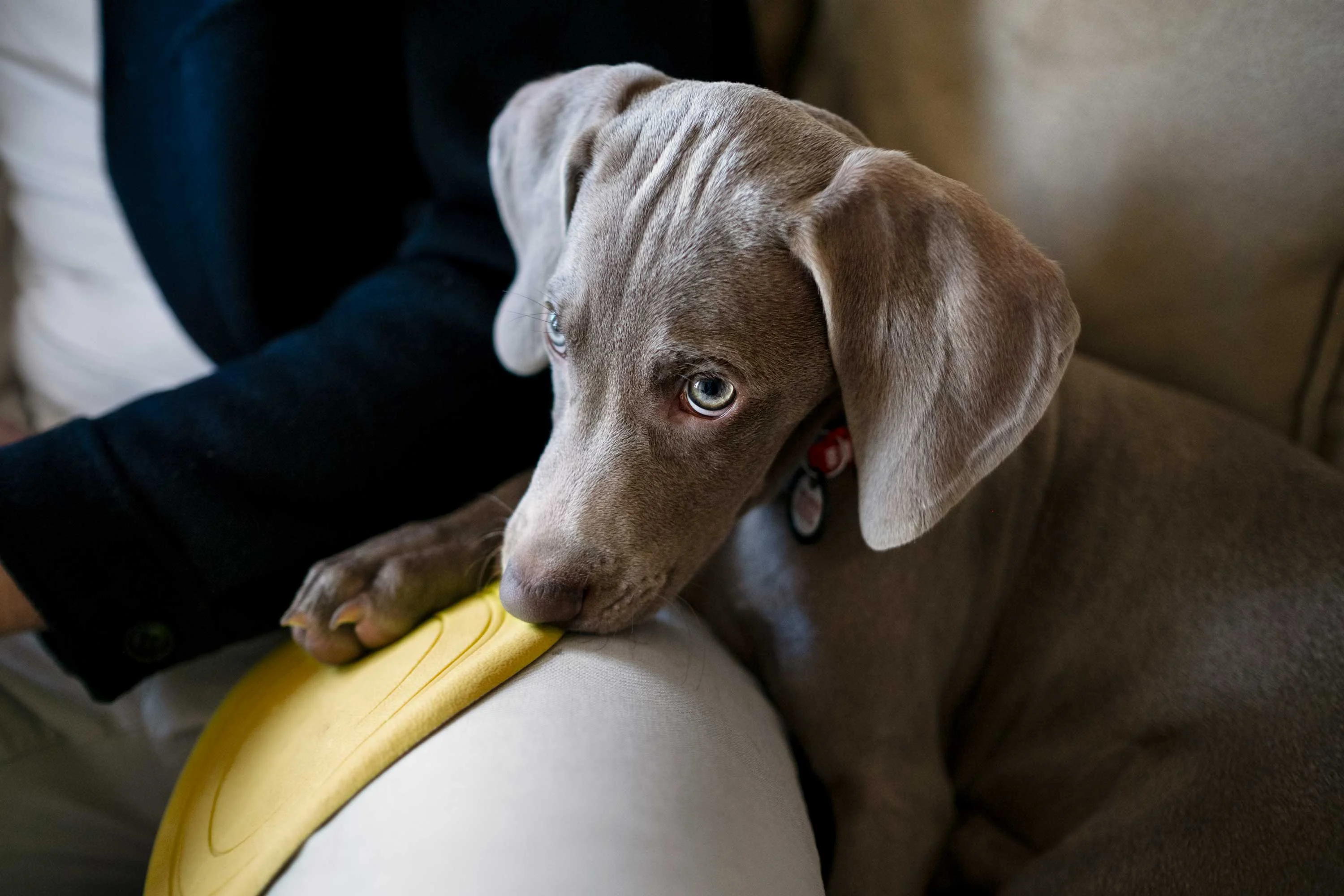 A light gray Weimaraner puppy is resting on a person's thigh, holding a yellow frisbee in its mouth and looking up with blue-gray eyes. The person's arm, in a dark sleeve, is partially visible, contrasting with the light-colored furniture.