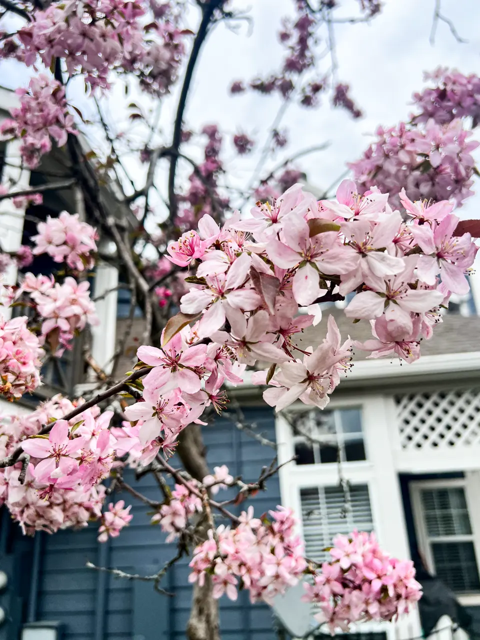 Cherry Blossoms in Bloom Close-up of cherry blossom flowers in pink against a backdrop of a house.