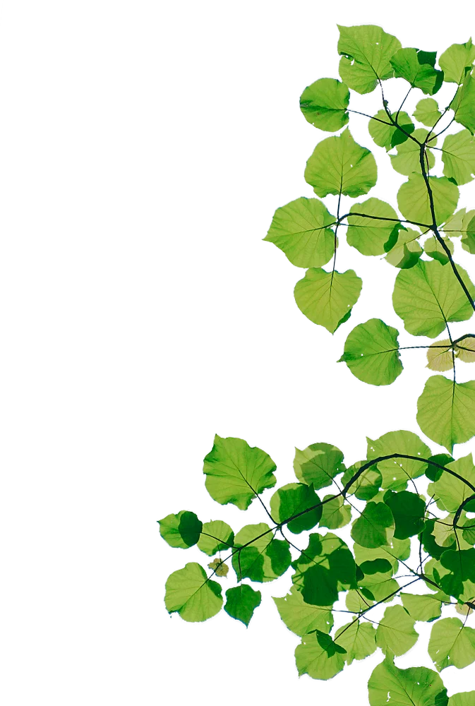 A close-up view of vibrant green leaves with varying shapes, some heart-shaped, set against a transparent background.