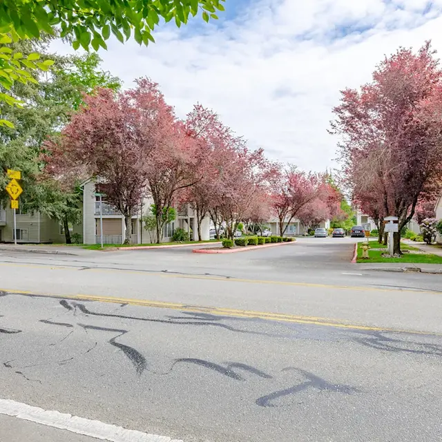A peaceful street view of an apartment complex lined with blooming trees. Cherry blossom-like trees with pink flowers are on either side, creating a picturesque scene under a cloudy sky.