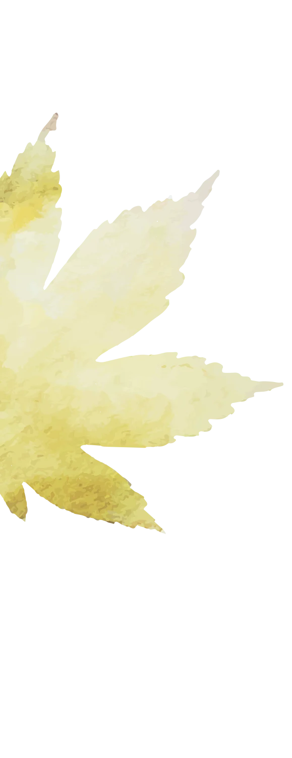 A watercolor style illustration of a pale yellow maple leaf against a green background.