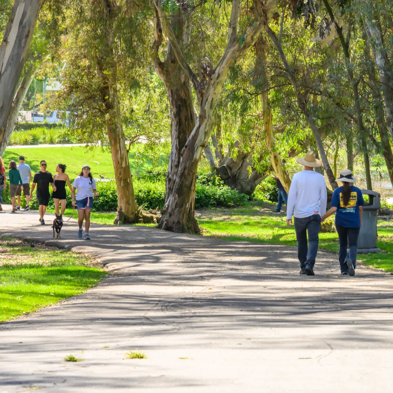 A sunny day in a park with several people walking, biking, and enjoying the outdoors on a paved path lined by trees.
