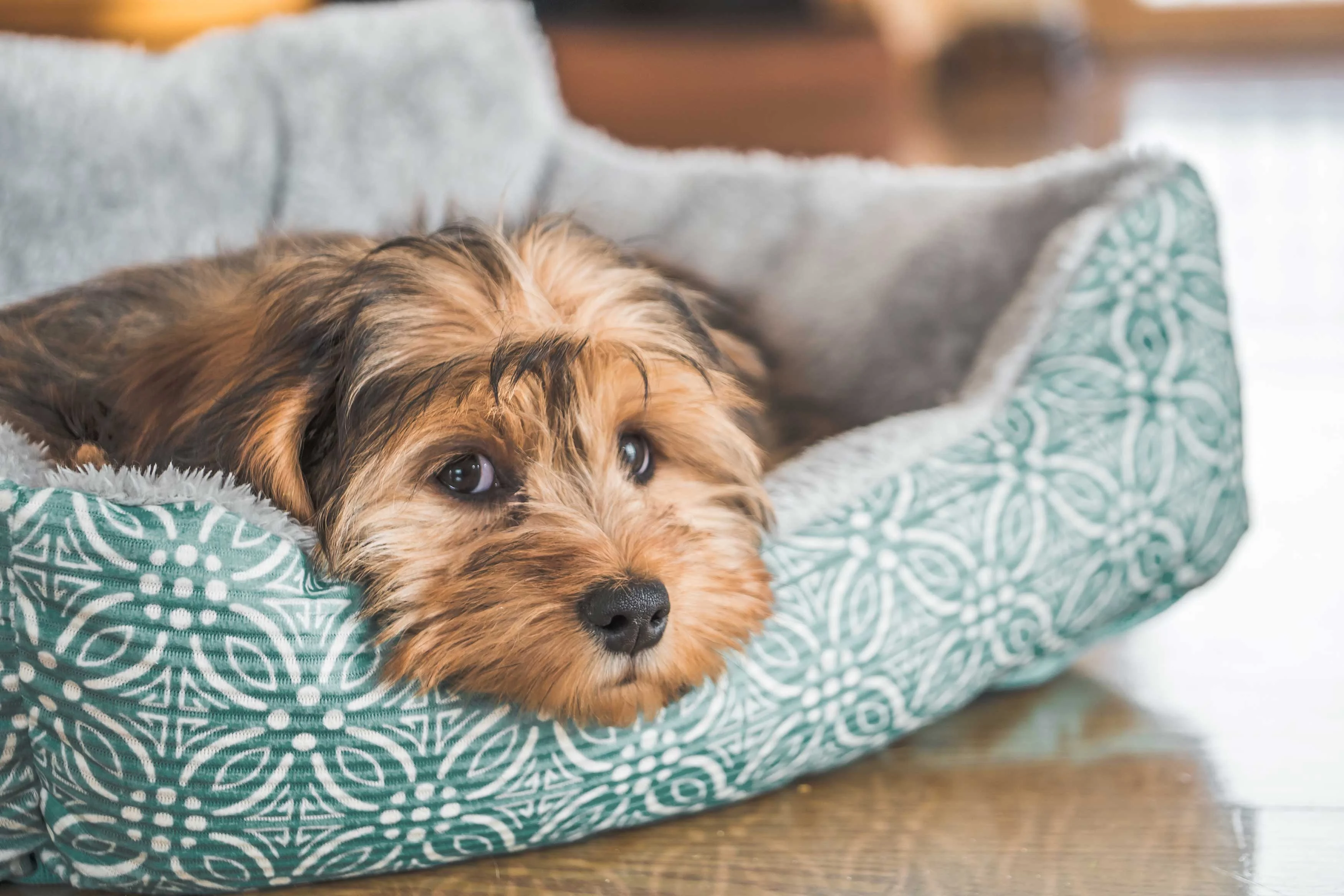 A small, fluffy puppy resting its head on a cozy pet bed with a patterned exterior.