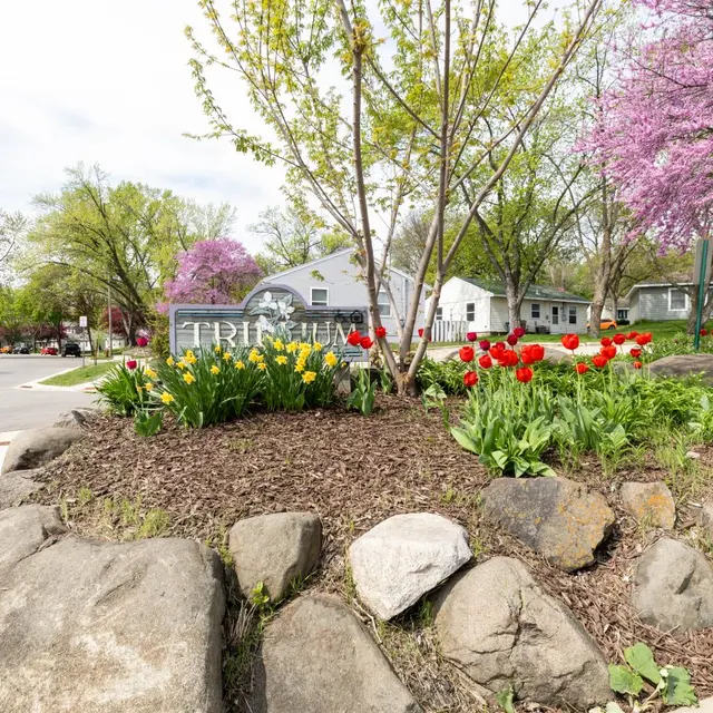 A landscaped area featuring colorful tulips and rocks, with blooming trees in the background and a house visible near a street.