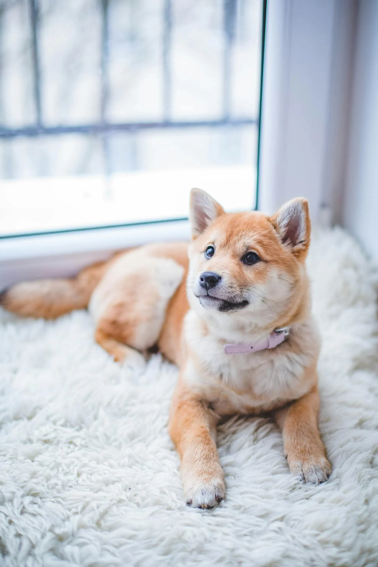 A Shiba Inu dog lying on a fluffy white rug in front of a large window, looking relaxed.