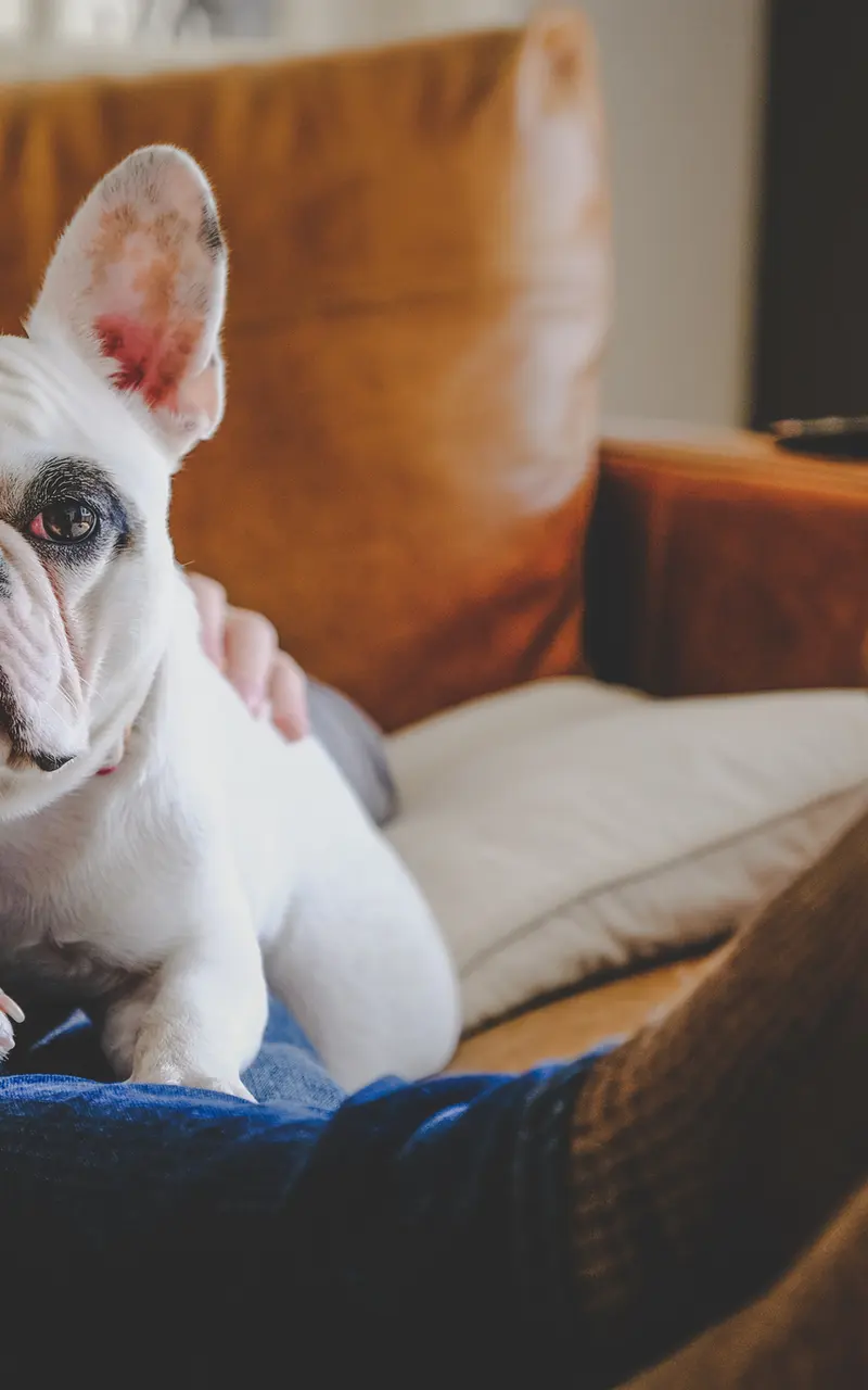 Cozy Afternoon with a French Bulldog A white and brown French Bulldog lounging on a person's lap while they relax on a couch.